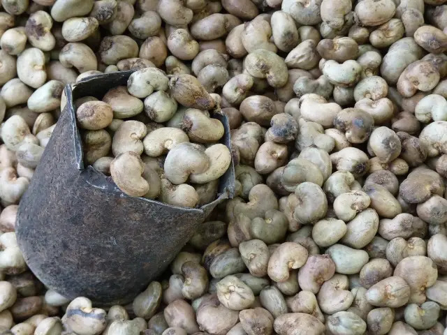 Noix de cajou brutes de Côte d'Ivoire